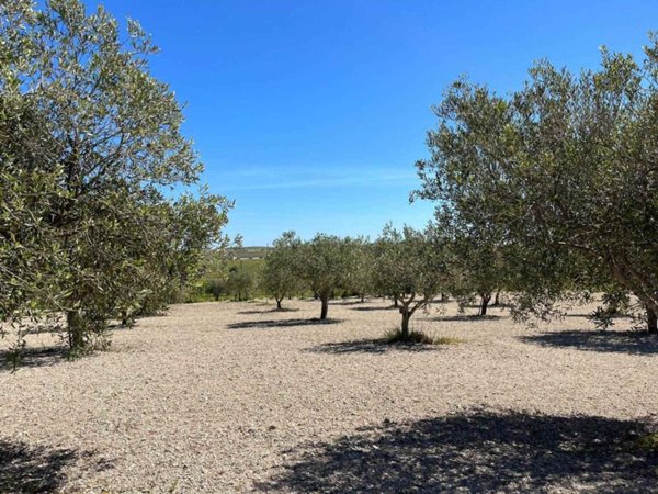 terreno agricolo in vendita a Noto