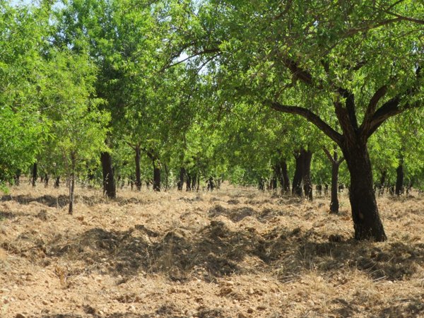 terreno agricolo in vendita a Noto