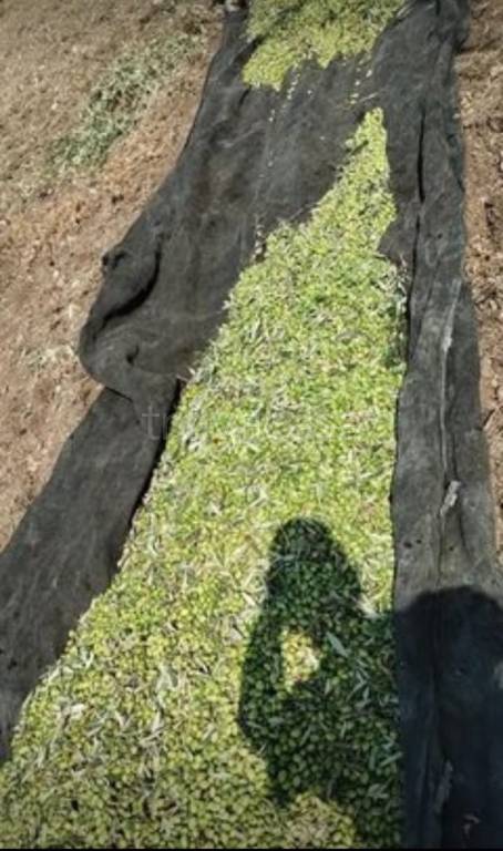 terreno agricolo in vendita a Noto