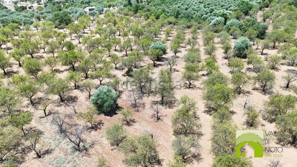 terreno agricolo in vendita a Noto