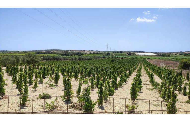 terreno agricolo in vendita a Noto in zona San Lorenzo