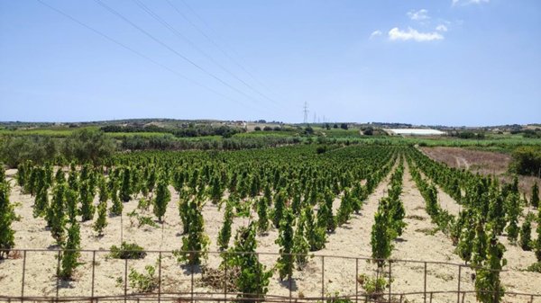 terreno agricolo in vendita a Noto in zona San Lorenzo