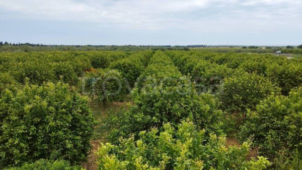 terreno agricolo in vendita a Noto in zona San Lorenzo