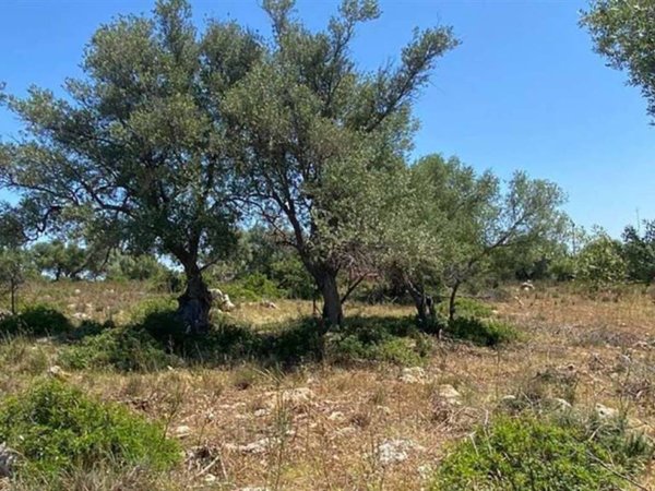 terreno agricolo in vendita a Noto