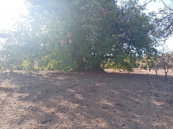 terreno agricolo in vendita a Noto