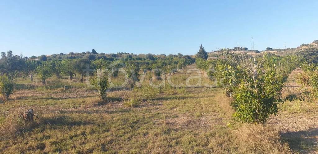 terreno agricolo in vendita a Noto