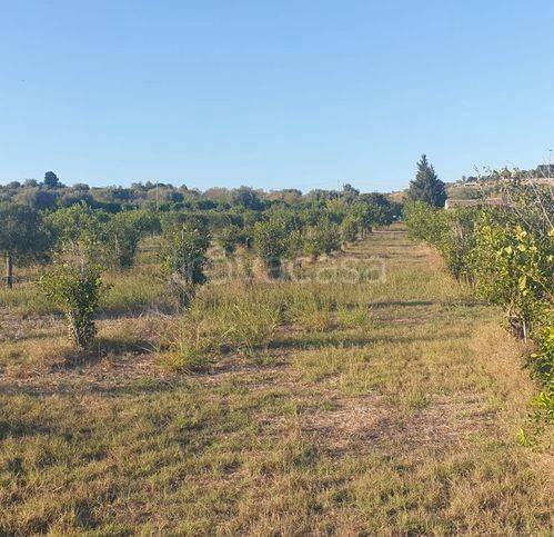 terreno agricolo in vendita a Noto