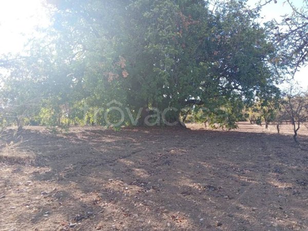 terreno agricolo in vendita a Noto
