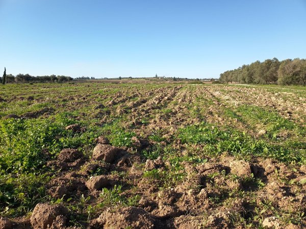 terreno agricolo in vendita a Noto