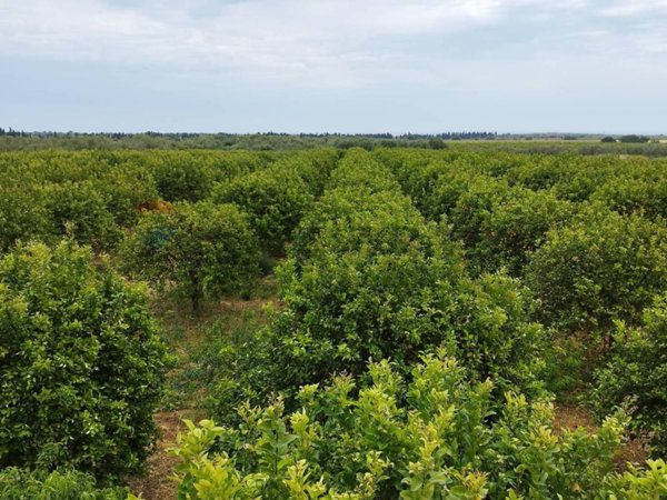 terreno agricolo in vendita a Noto in zona San Lorenzo