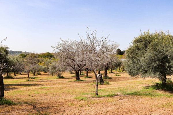 terreno agricolo in vendita a Noto