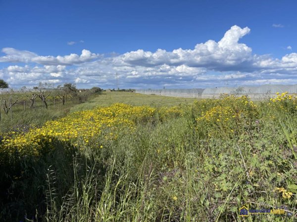 terreno agricolo in vendita a Noto