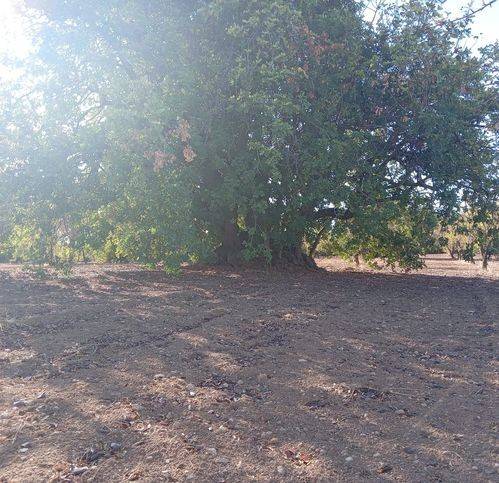 terreno agricolo in vendita a Noto