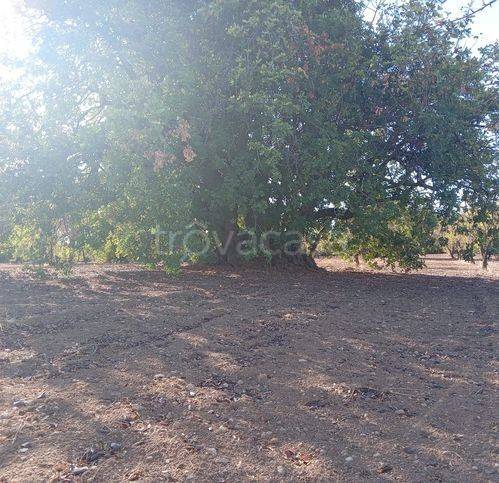 terreno agricolo in vendita a Noto