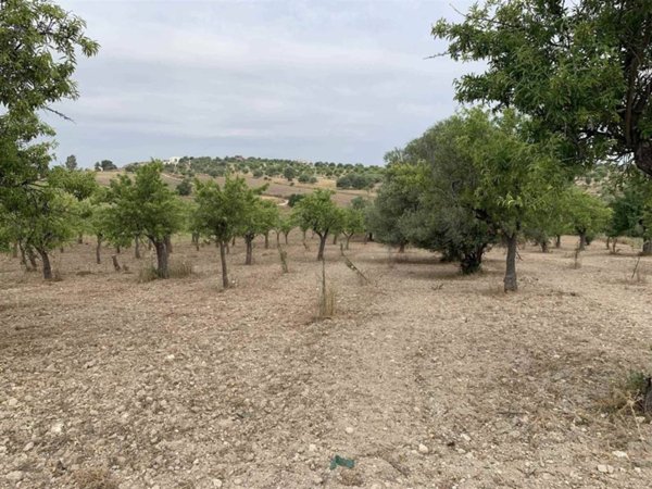 terreno agricolo in vendita a Noto in zona Vendicari