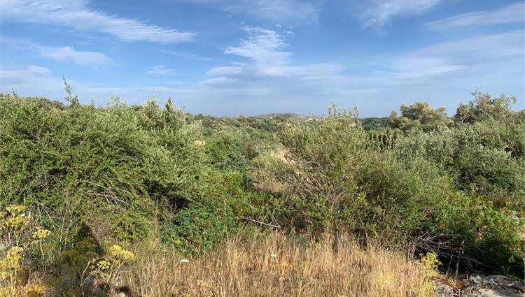 terreno agricolo in vendita a Noto