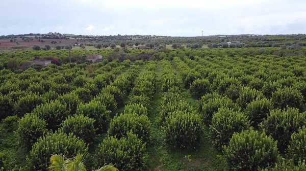 appartamento in vendita a Noto in zona Vendicari
