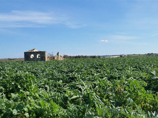 terreno agricolo in vendita a Noto