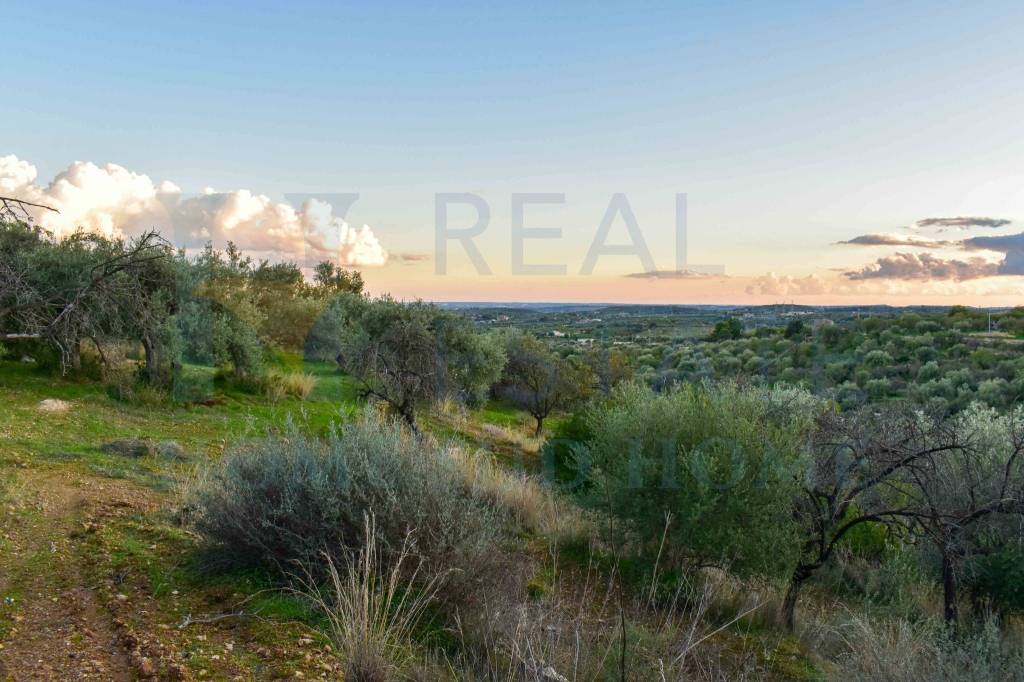 terreno agricolo in vendita a Noto