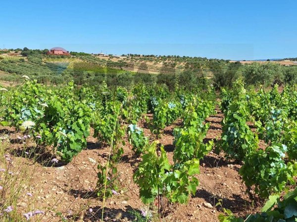 casa indipendente in vendita a Noto in zona San Lorenzo