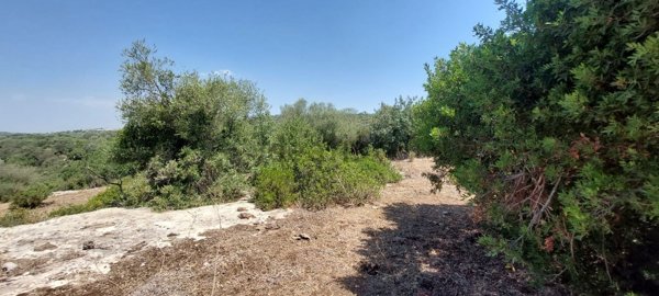 terreno agricolo in vendita a Noto