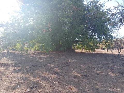 terreno agricolo in vendita a Noto