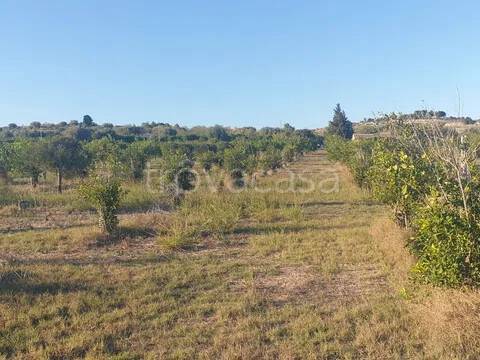 terreno agricolo in vendita a Noto