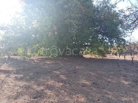 terreno agricolo in vendita a Noto