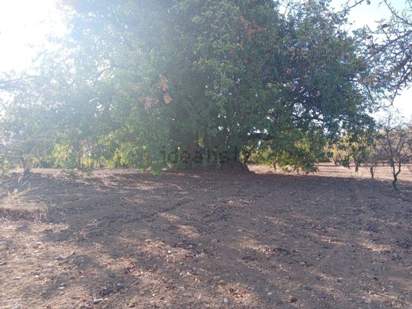 terreno in vendita a Noto