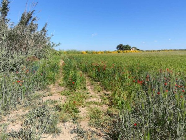 terreno agricolo in vendita a Noto