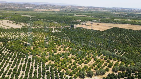 terreno agricolo in vendita a Noto