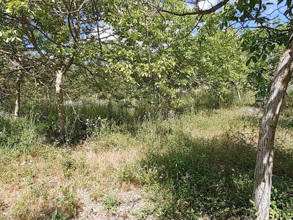 terreno agricolo in vendita a Noto