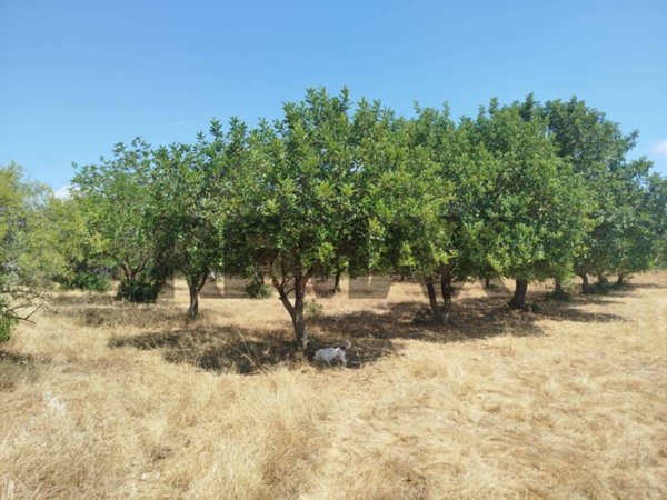 terreno agricolo in vendita a Noto