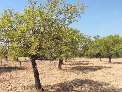 terreno agricolo in vendita a Noto