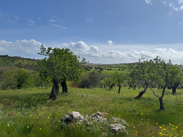 terreno agricolo in vendita a Noto