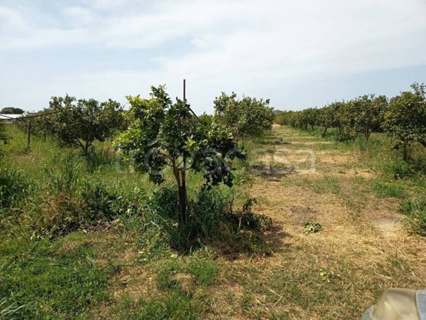 terreno agricolo in vendita a Noto