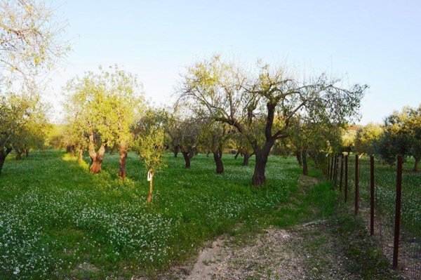terreno in vendita a Noto in zona Vendicari