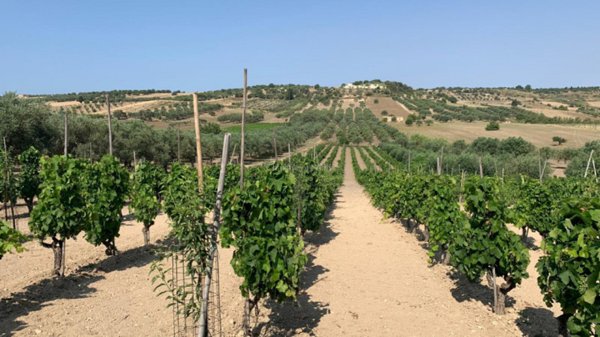 terreno in vendita a Noto