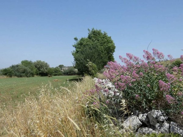terreno in vendita a Noto