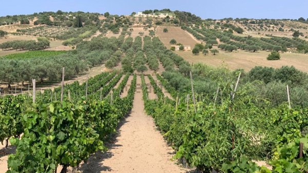 terreno in vendita a Noto