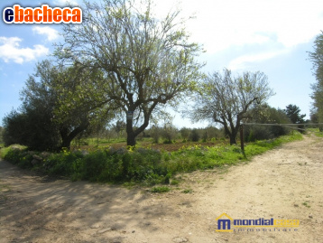 terreno agricolo in vendita a Pachino