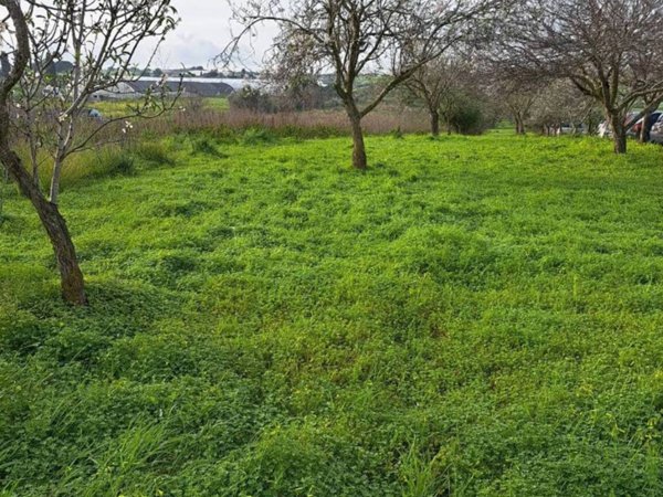 terreno agricolo in vendita a Pachino