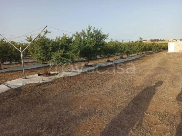 terreno agricolo in vendita a Pachino