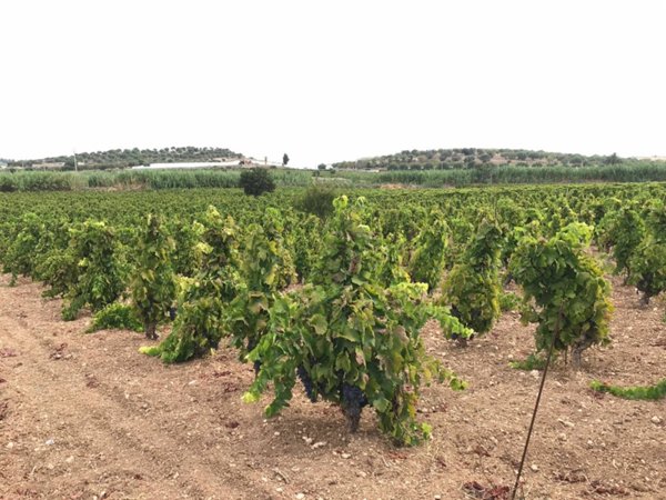 terreno agricolo in vendita a Pachino