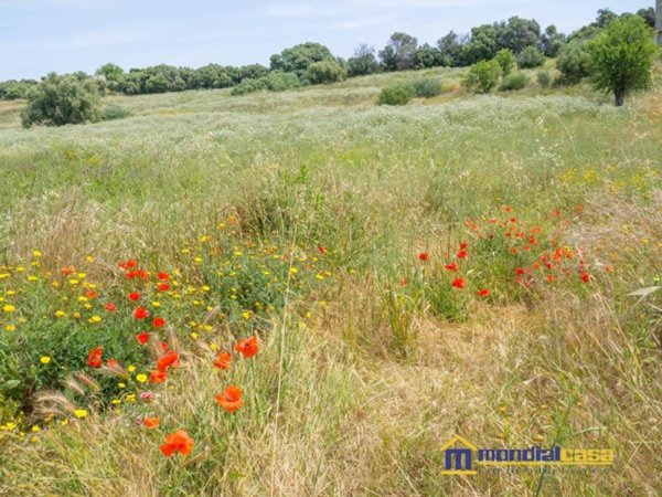 terreno agricolo in vendita a Pachino