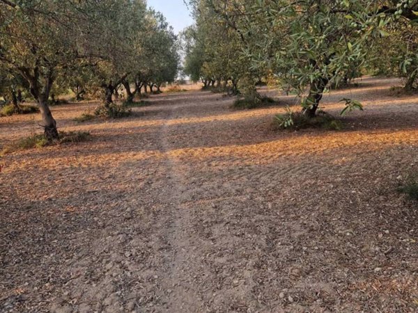 terreno agricolo in vendita a Pachino