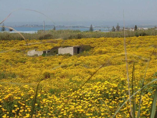 terreno agricolo in vendita a Pachino