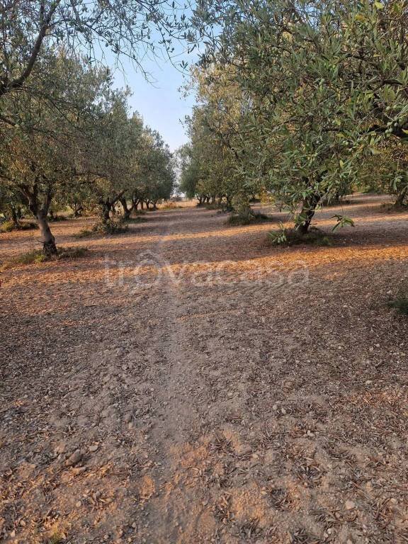 terreno agricolo in vendita a Pachino