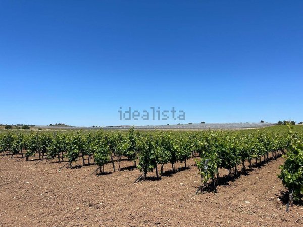 azienda agricola in vendita a Pachino in zona Marzamemi