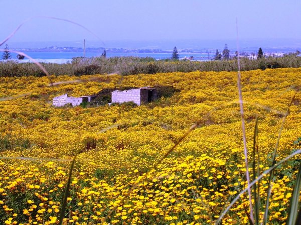 terreno agricolo in vendita a Pachino